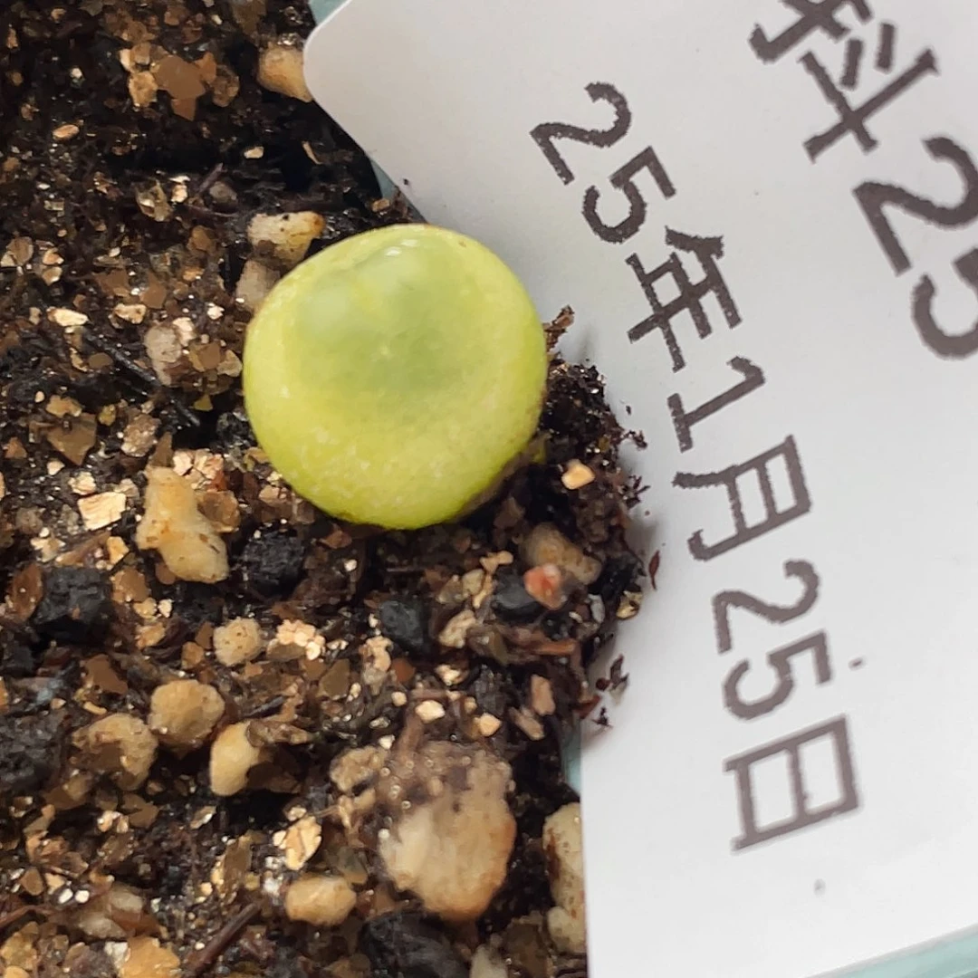 25-74拉登多肉植物