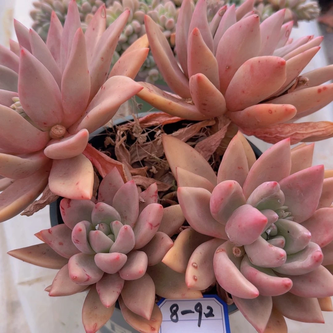 8-92桃花源凡艺多肉