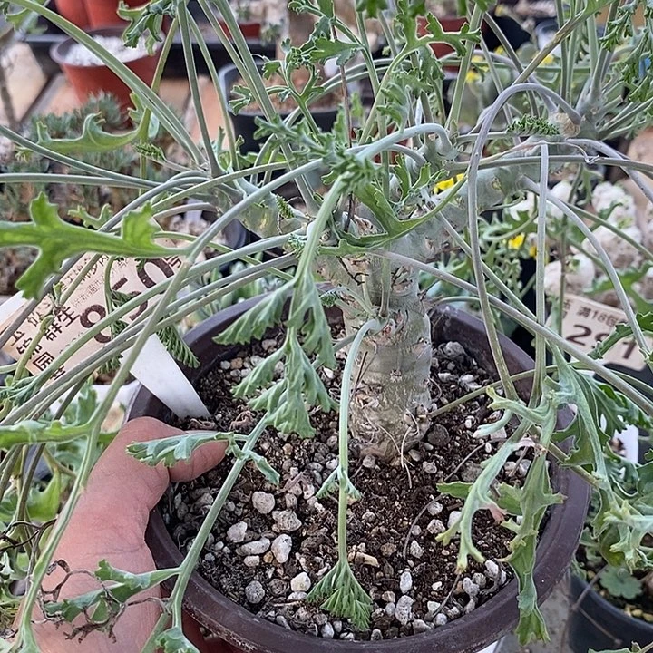 850沉香鹿茸洋葵一一一一一