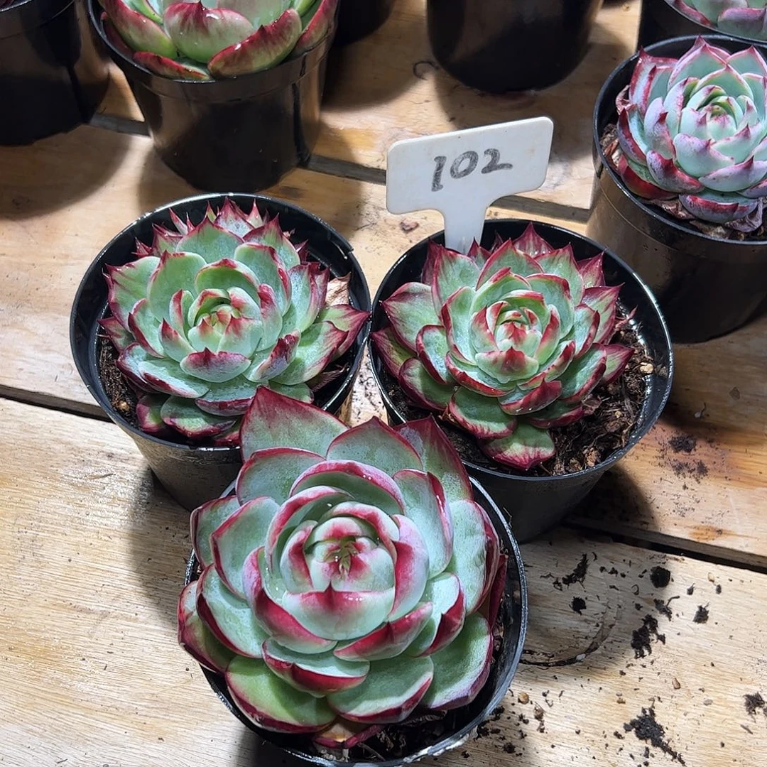 小惊鸿仙子8公分左右三颗102号