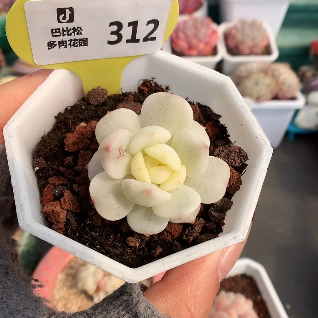 312香草锦多肉植物