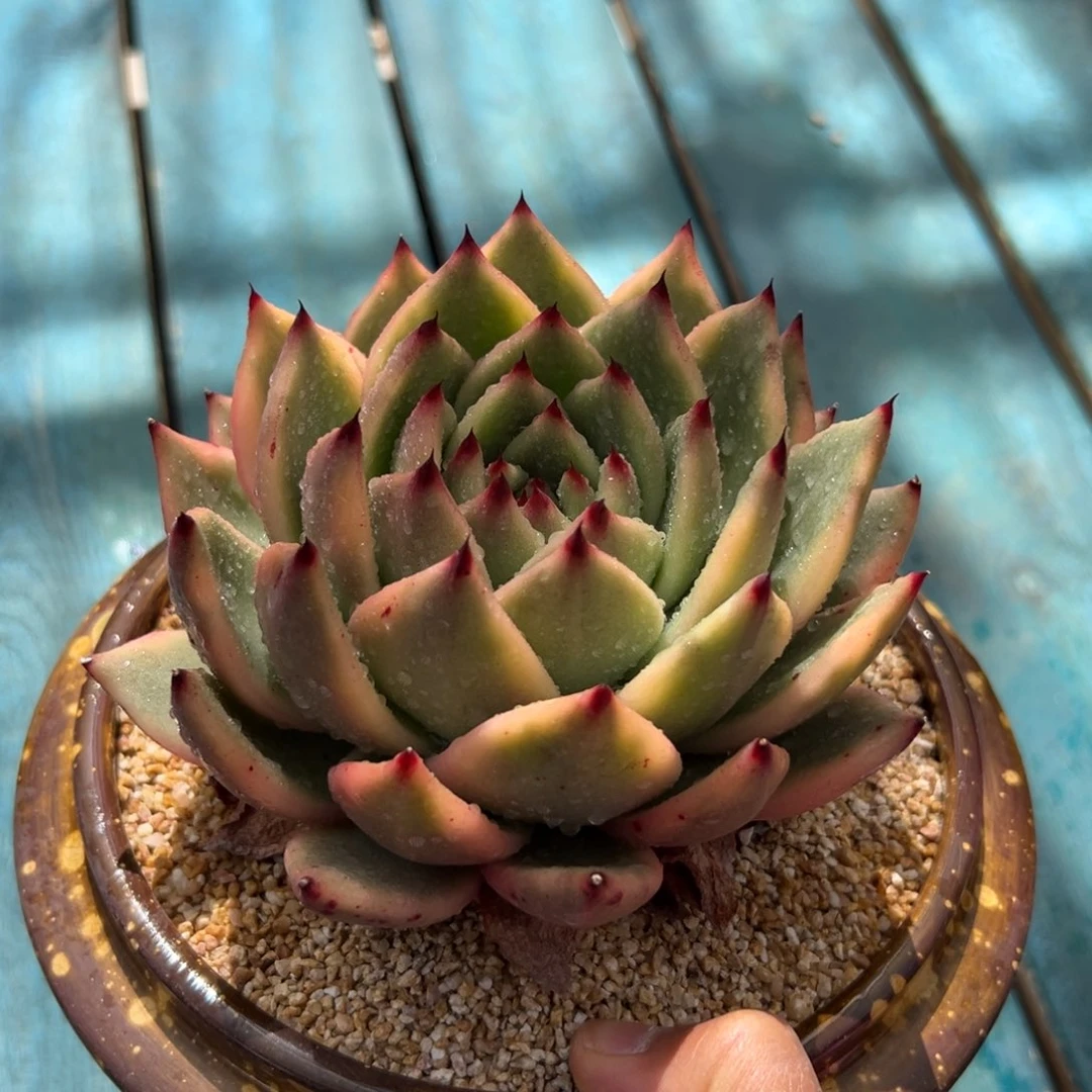 多肉精选一物一拍0211-锦