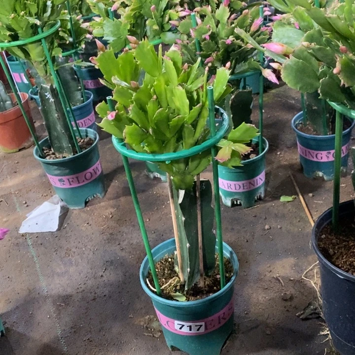 大部分花苞少量开放R*717嫁接068