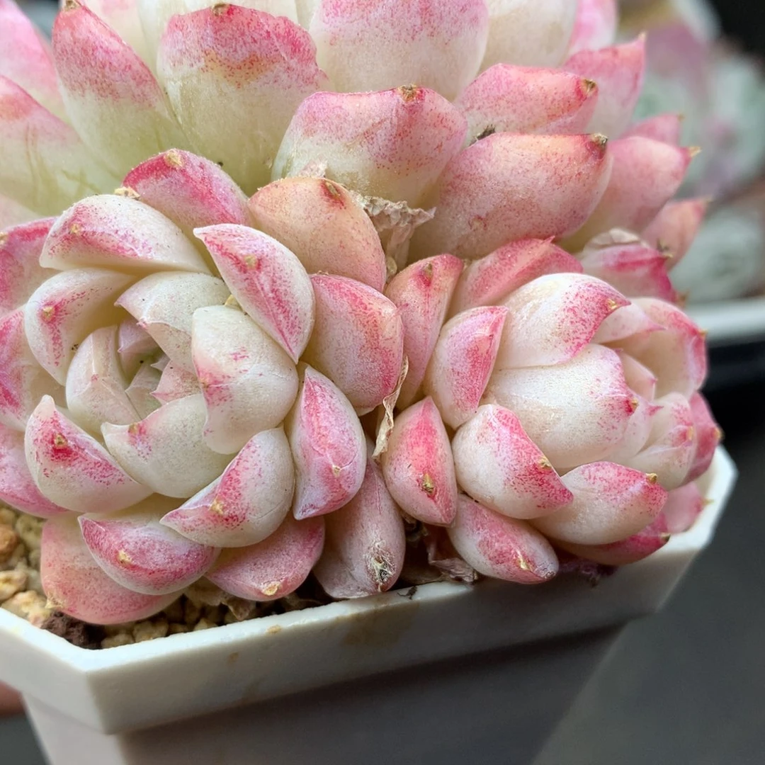 0221-105 女王玫瑰