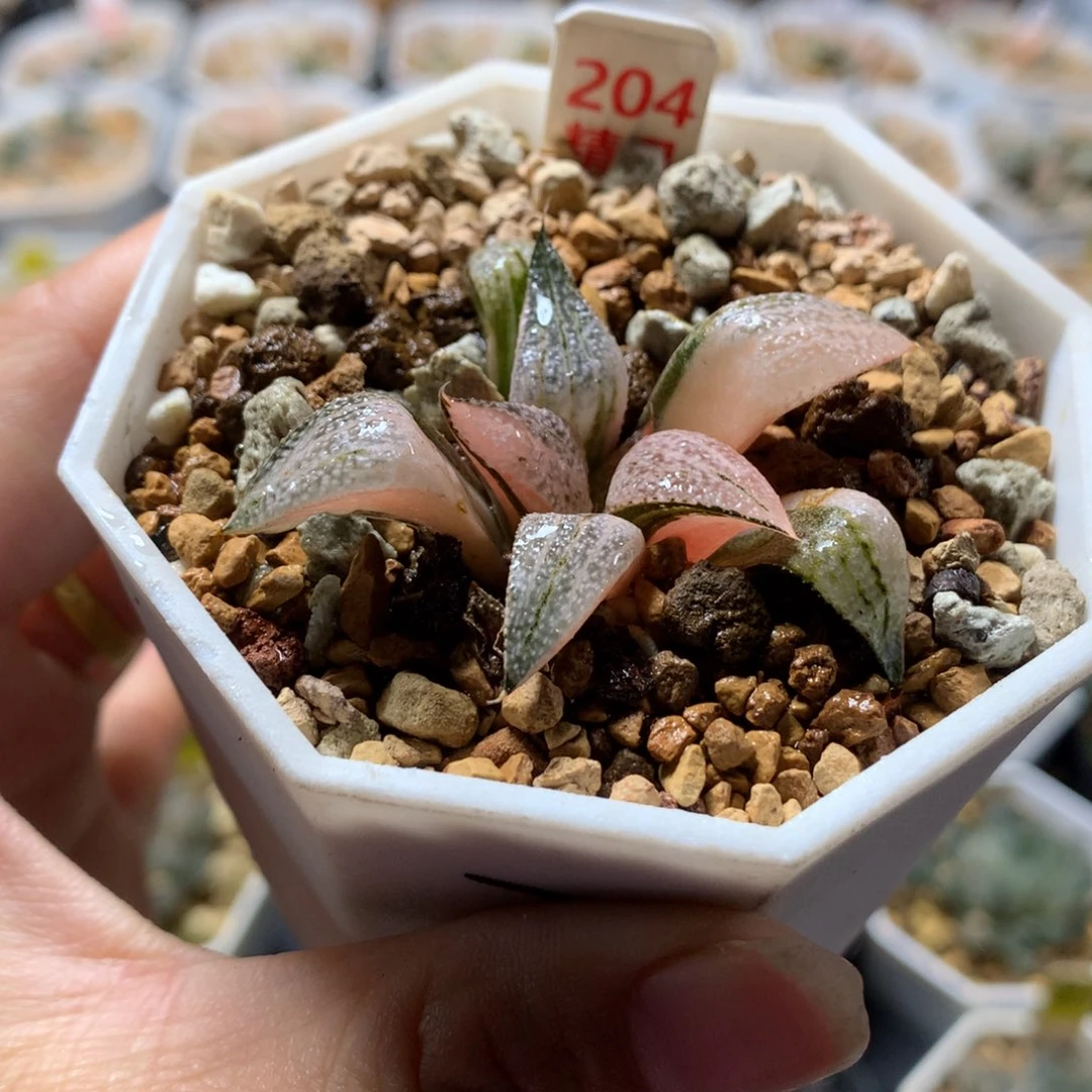 以实际为准204青蟹