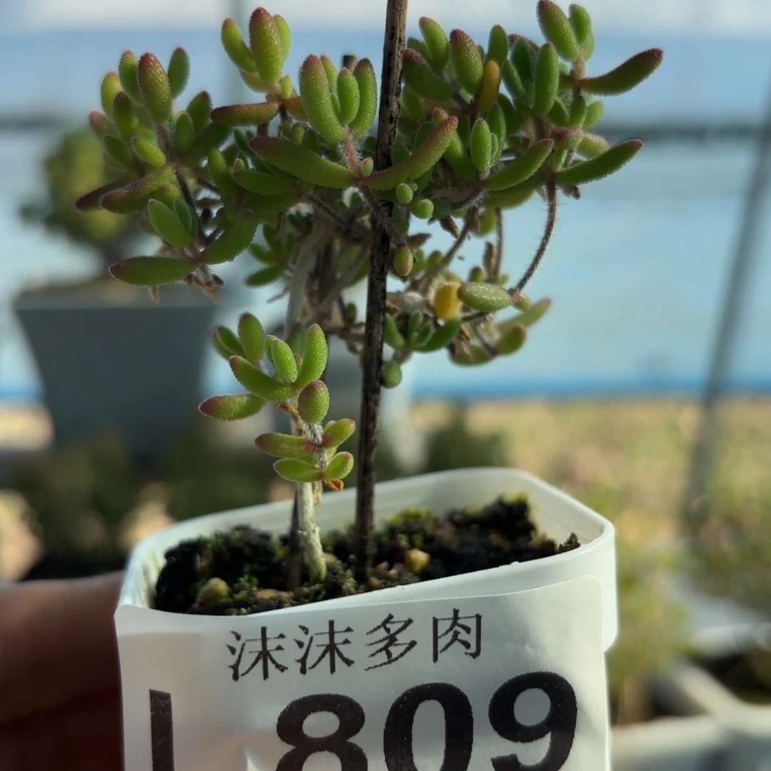 809红宝石枝干番杏福利