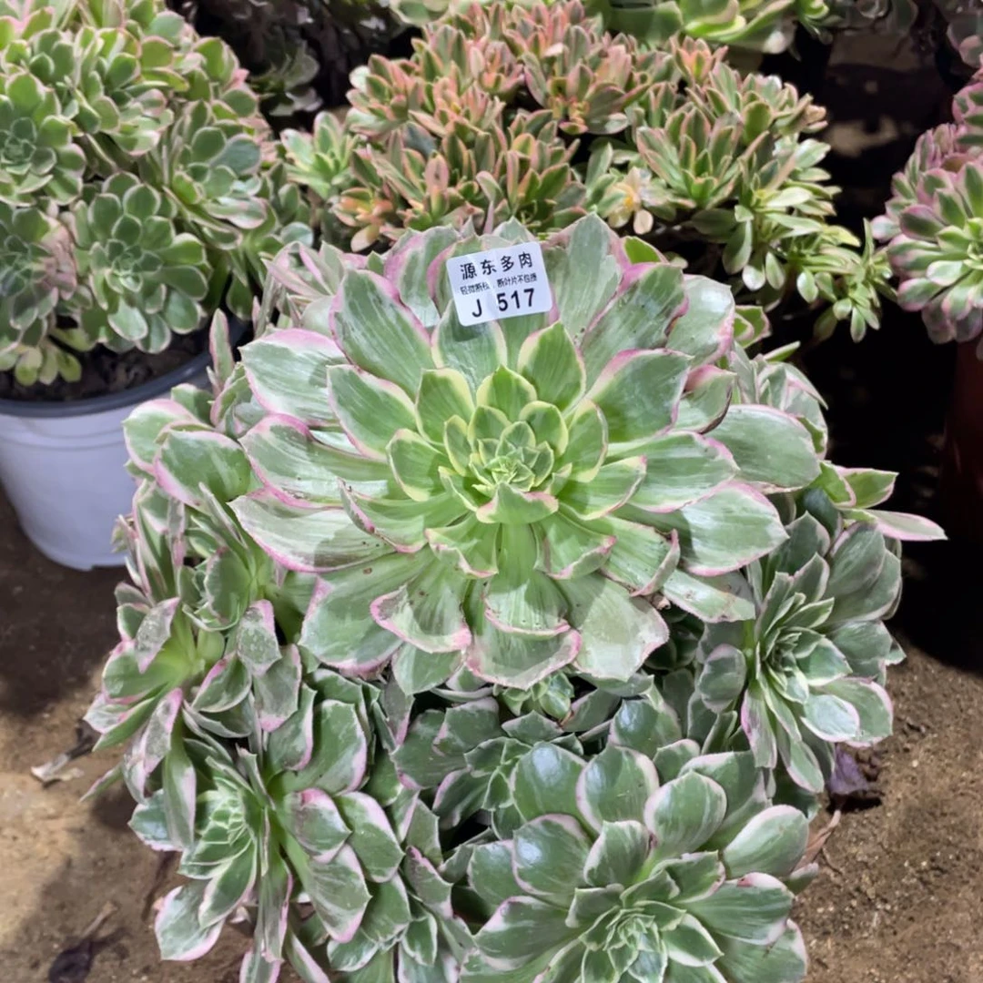 517粉海多肉法师断枝不包