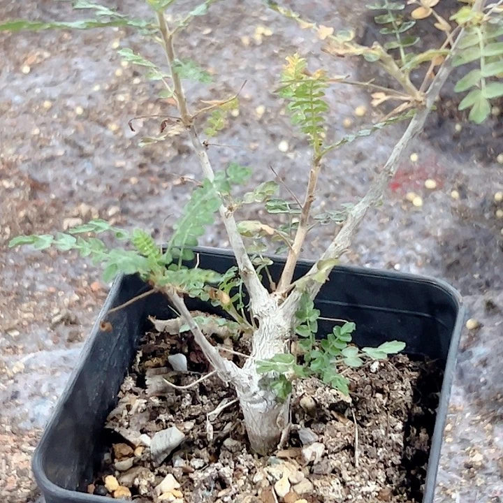 尼勒达乳香实生块根