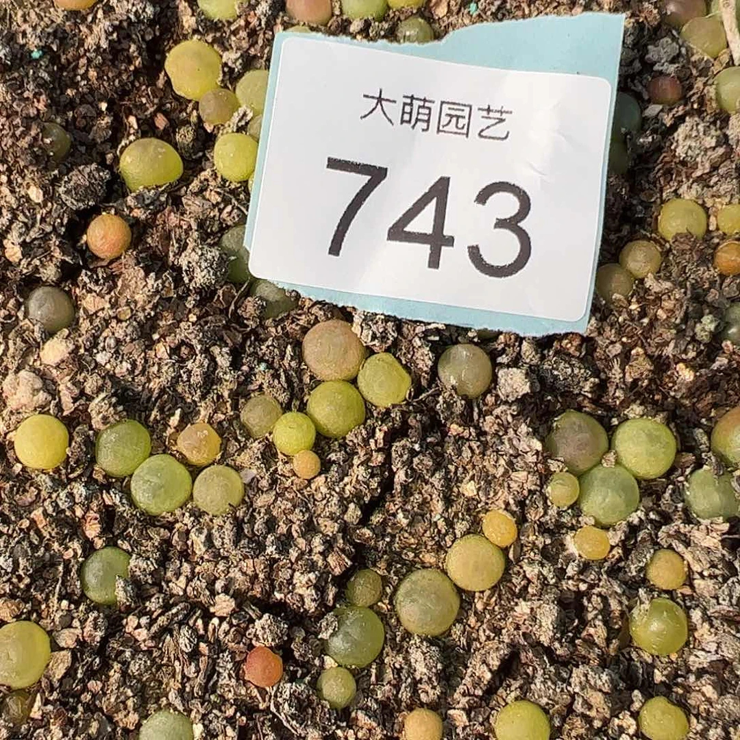 量拍日系红皮拉登1颗尺寸0.7上下