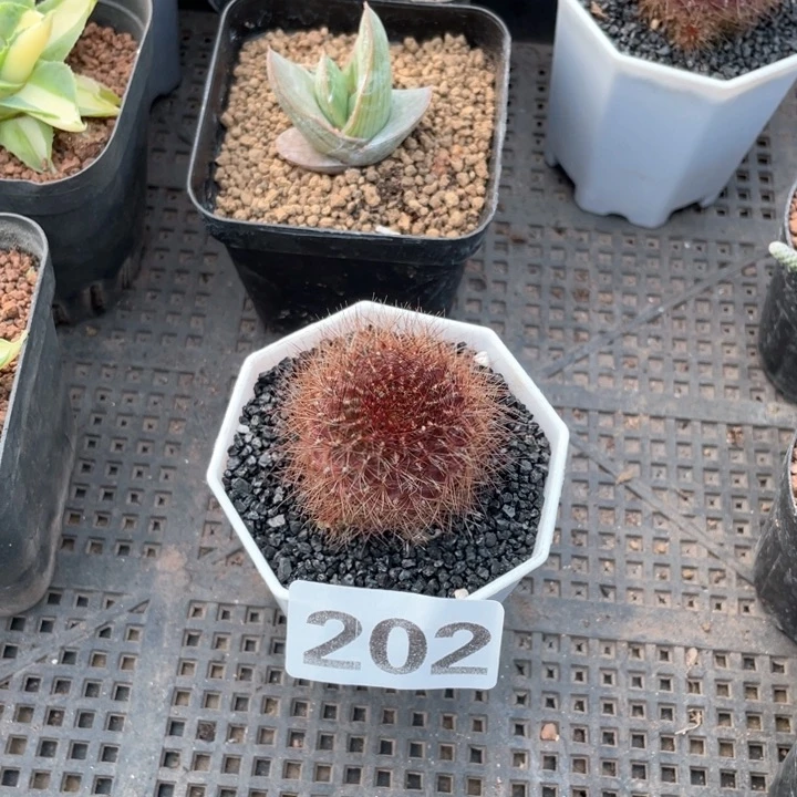 小**七202百丝巢仙人球