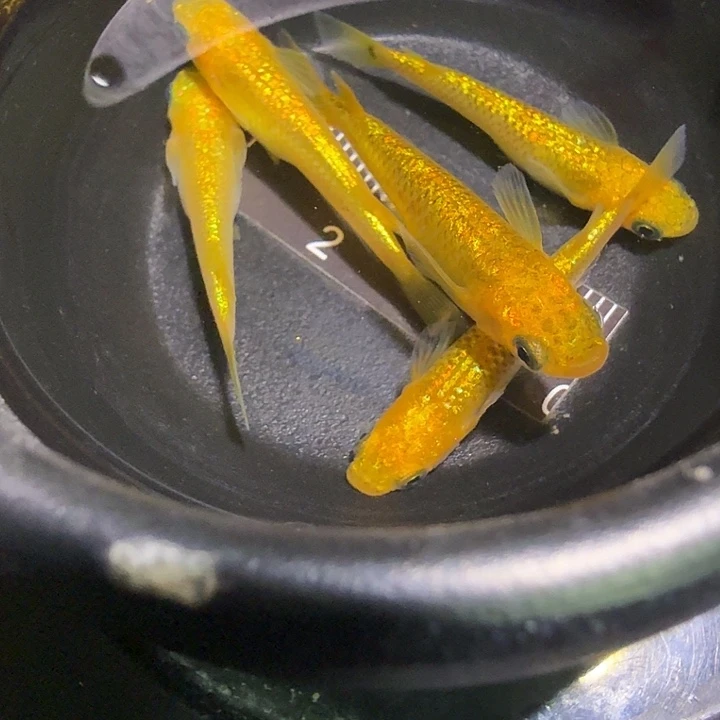 青鳉鱼一物一拍479