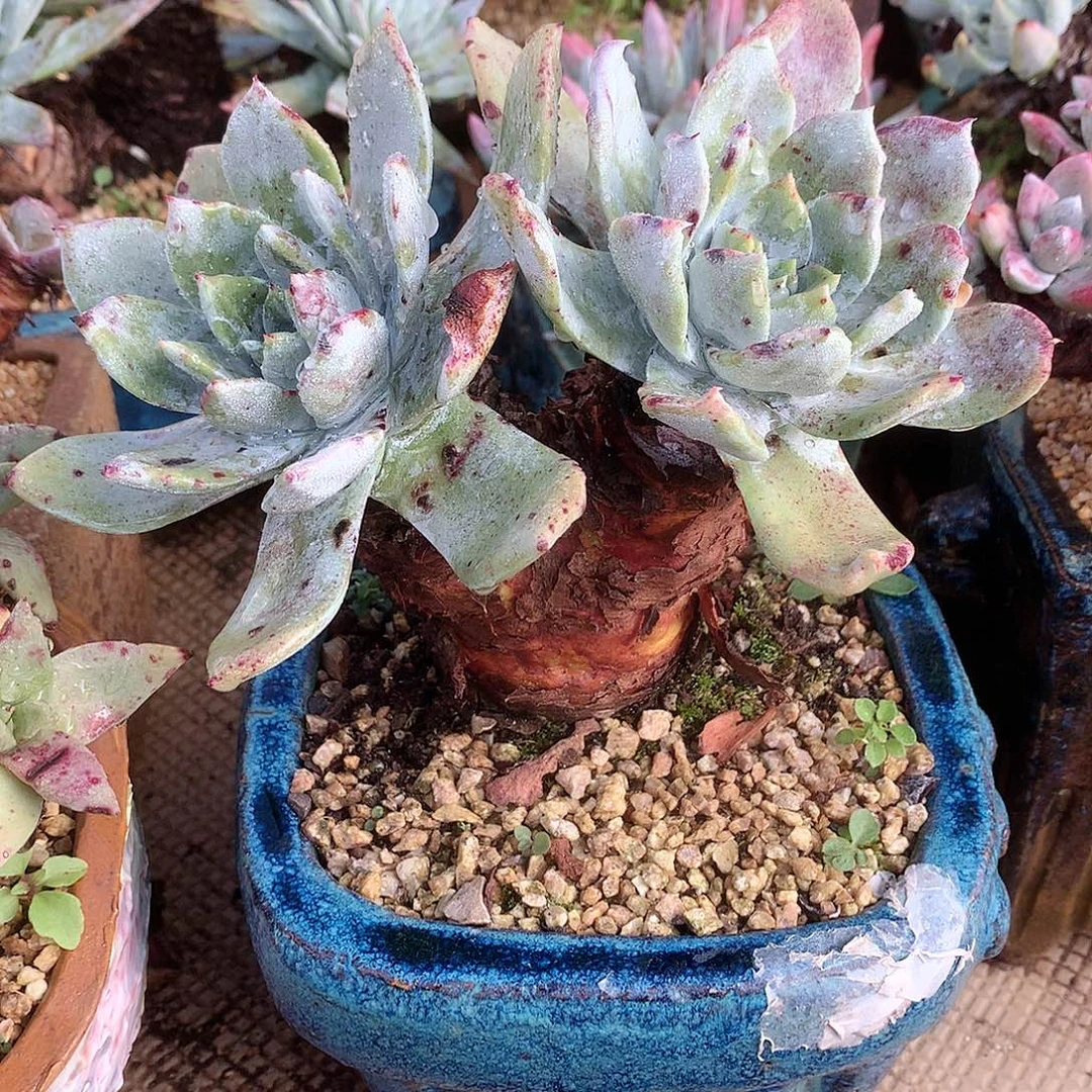 247牡丹苹果叶仙女杯多肉