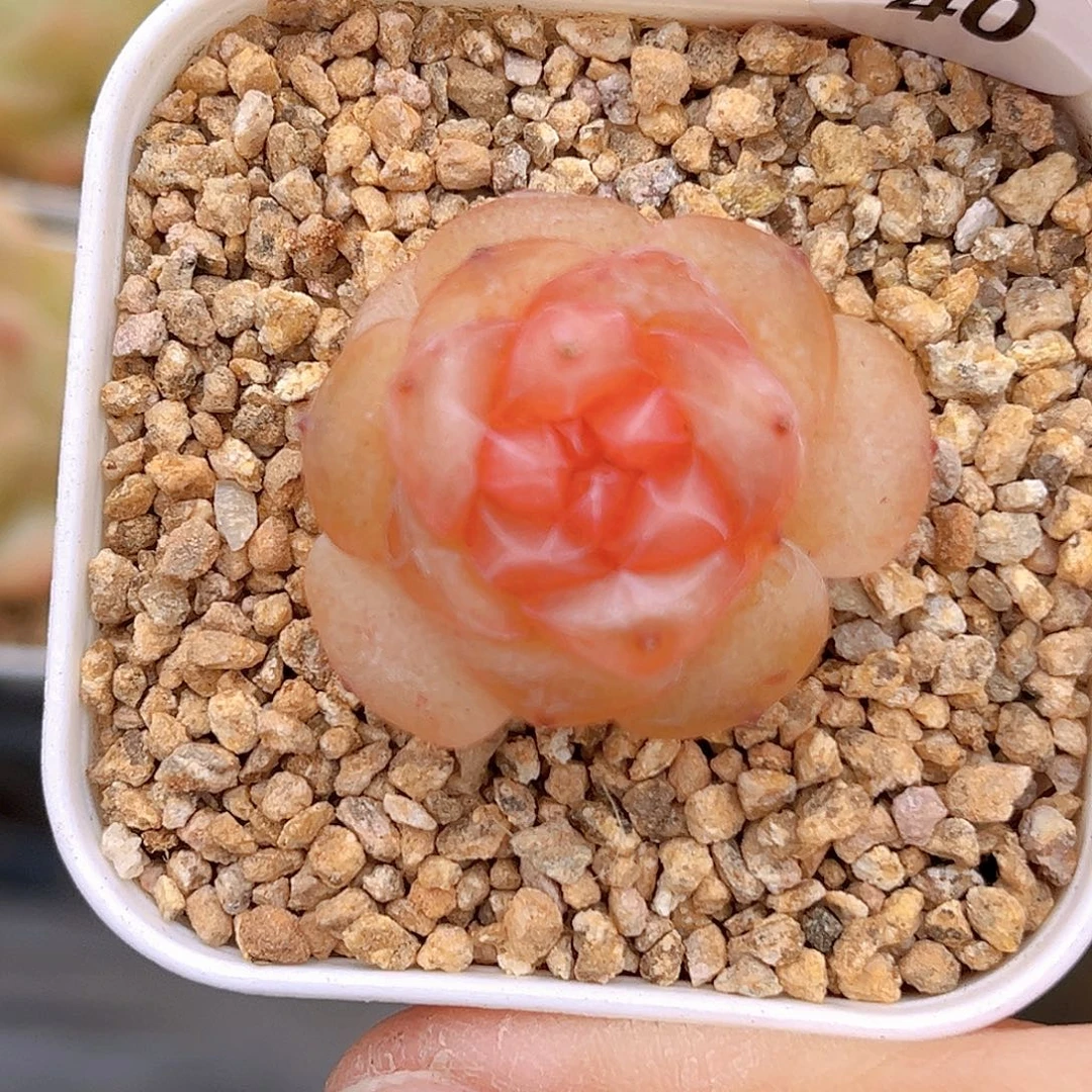 40 果味汽水  新品珍妮 满18包邮