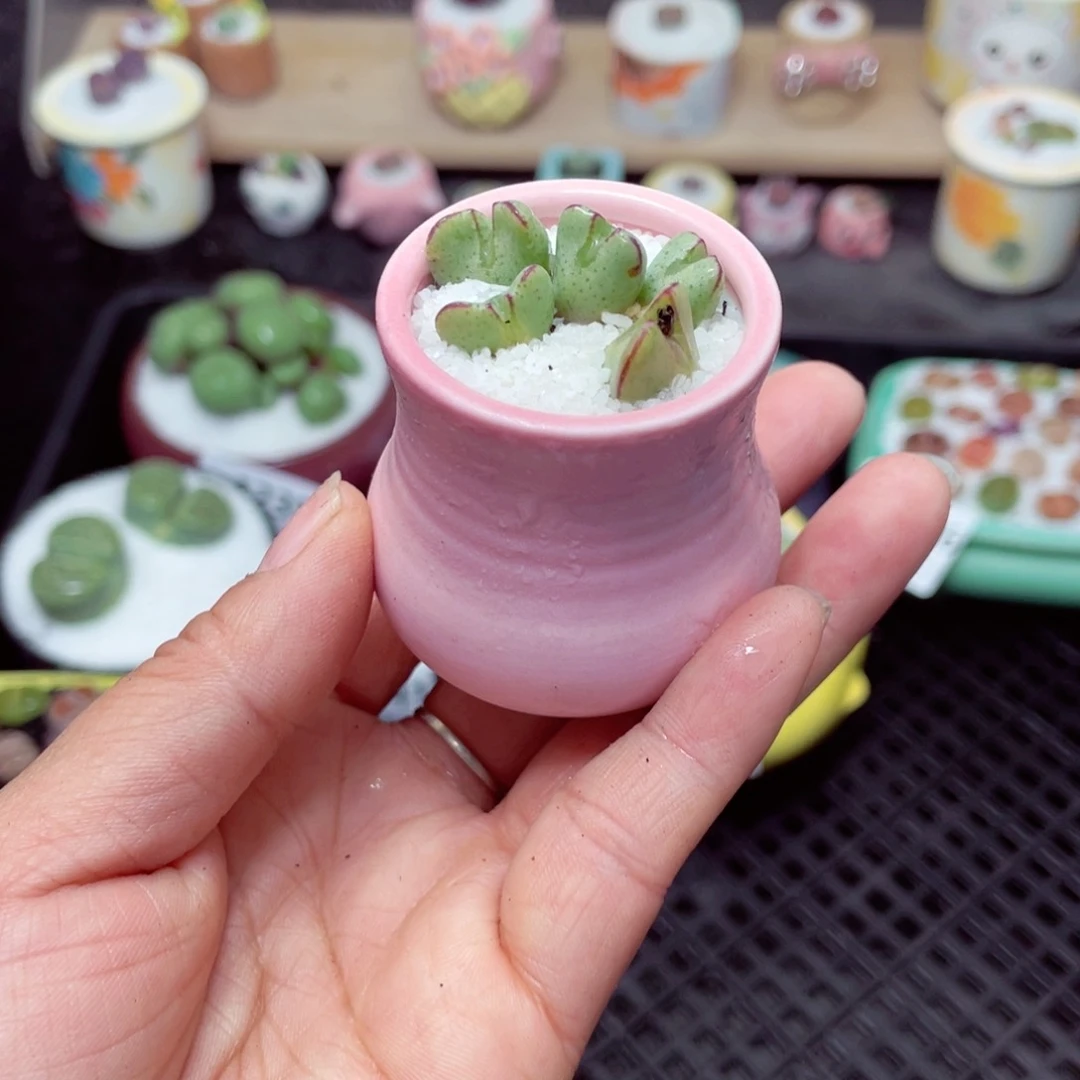 多**亿w1244 带盆土发货-零下地区拍保温箱