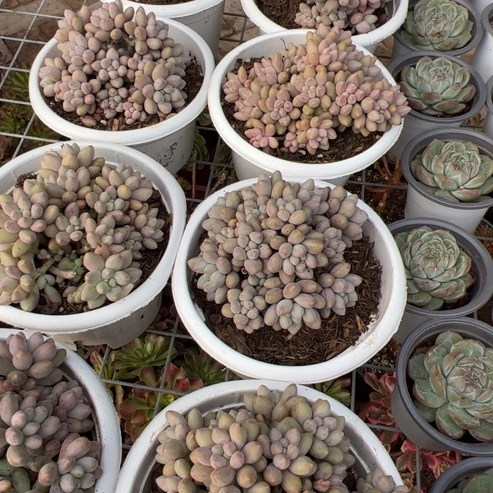 新疆包邮 星黛露