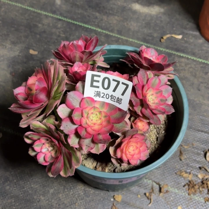 瑞妈一物一拍077有断枝