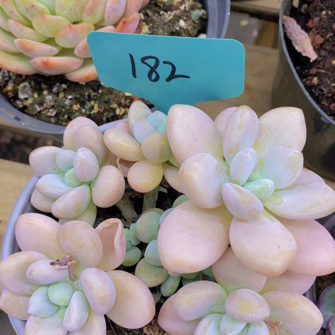 开心多肉，一物一拍，首播专场，一单包邮