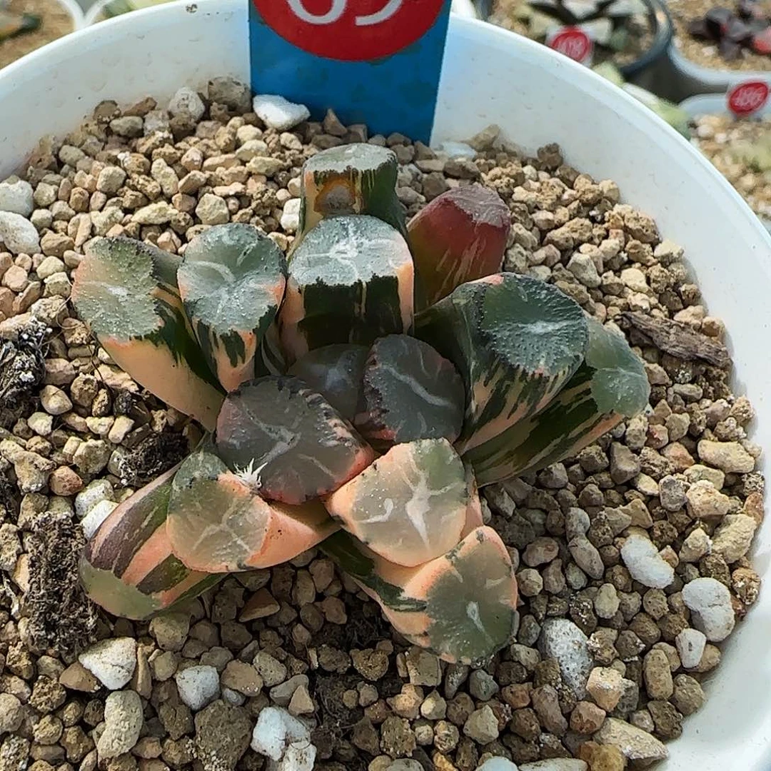 69号蜘蛛之巢万象锦一物一拍带盆土