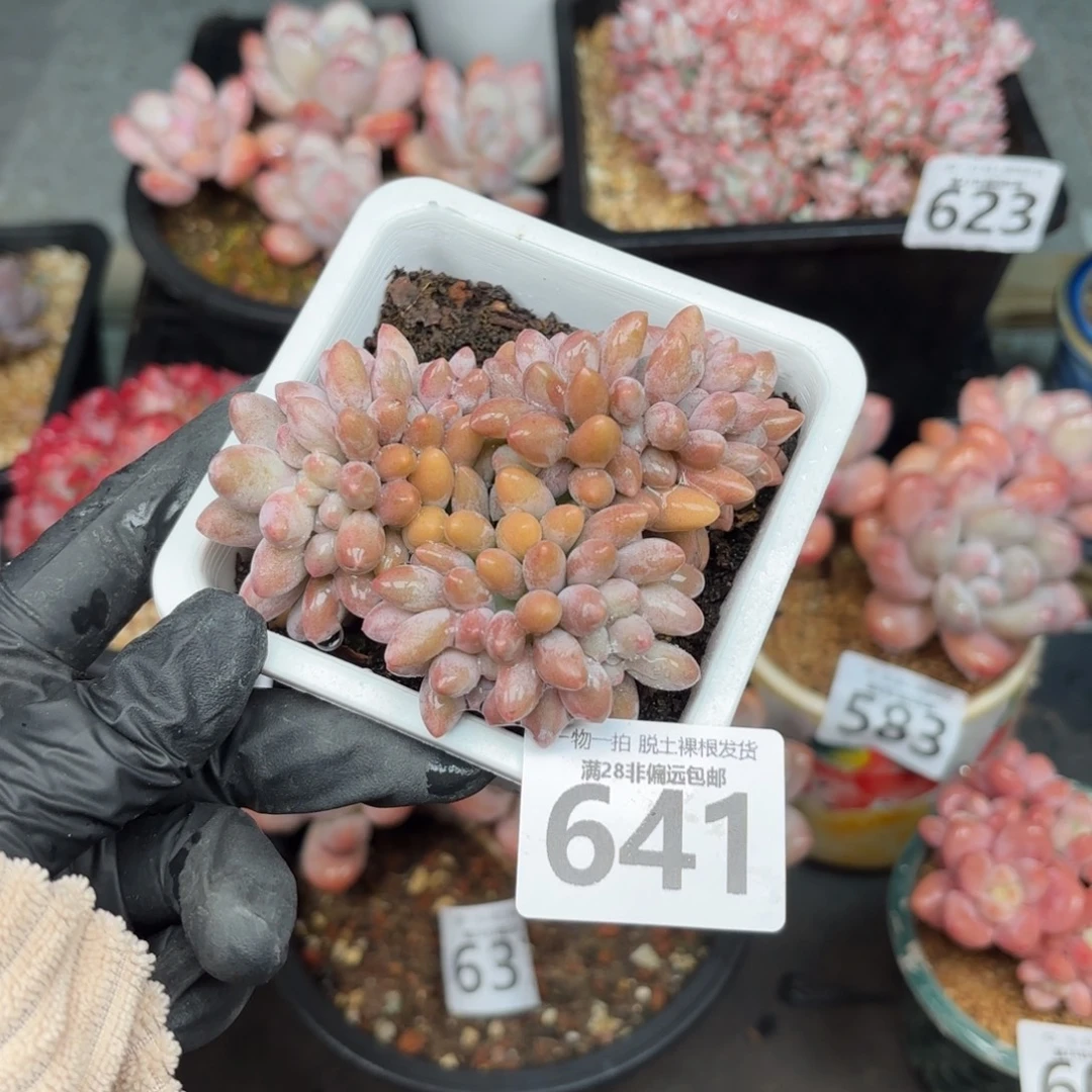 汤圆缀无盆土发货