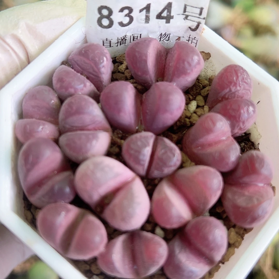 8314 好养易活生石花大母本