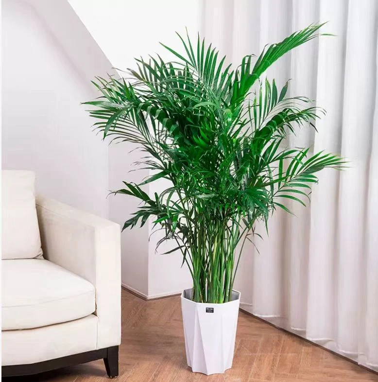 1.5-1.7米富贵椰子大型绿植室内客厅办公室好养活过冬