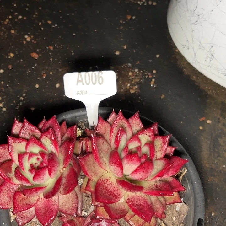 沁*红什么一物一拍A006