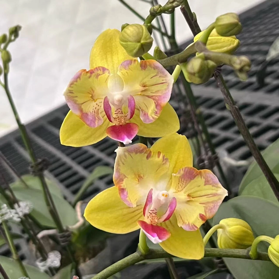 2.5寸 满天星-开花株 花期不保叶瑕严重少根 蝴蝶兰趣味兰