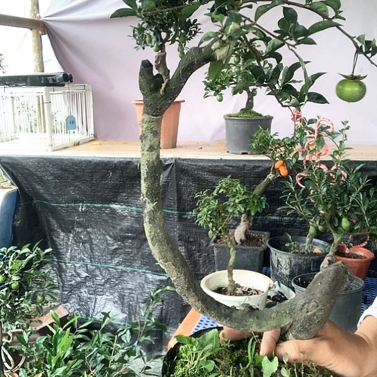 无花朵金弹子红果