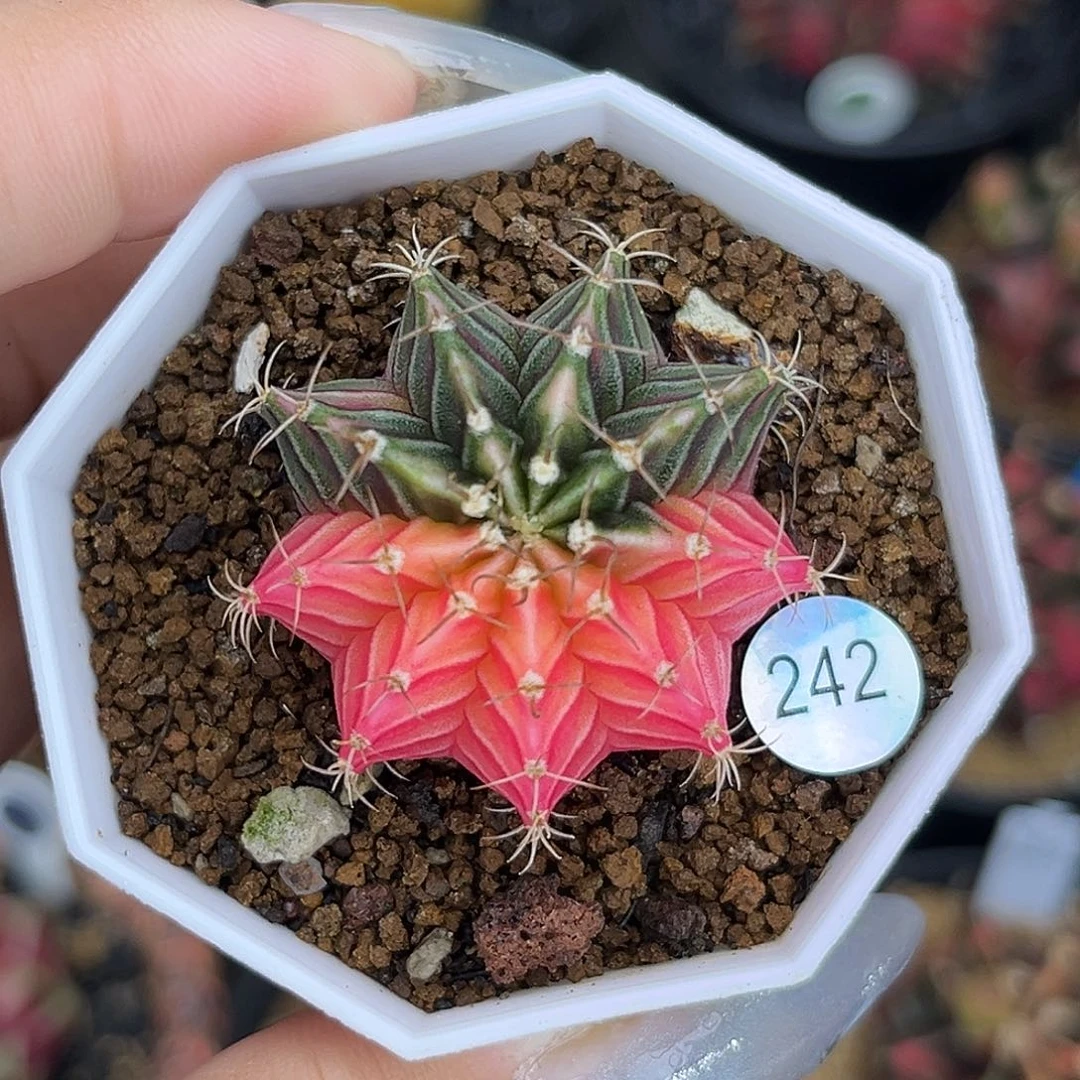 242  带盆土发货