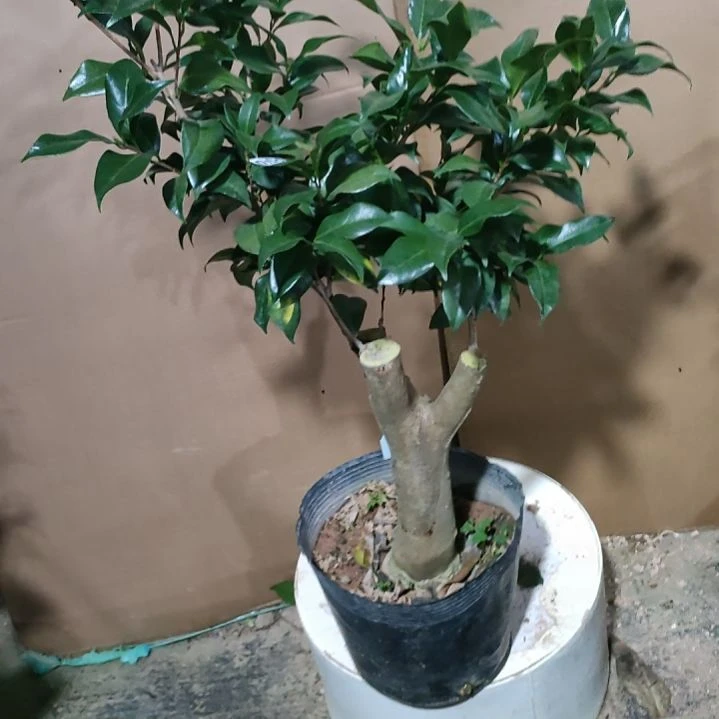 92粉玲珑，原盆原土发货，不包邮