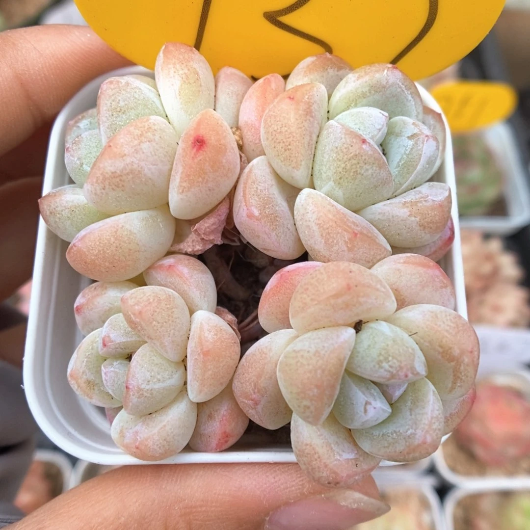 冰玉群生可拍737号。