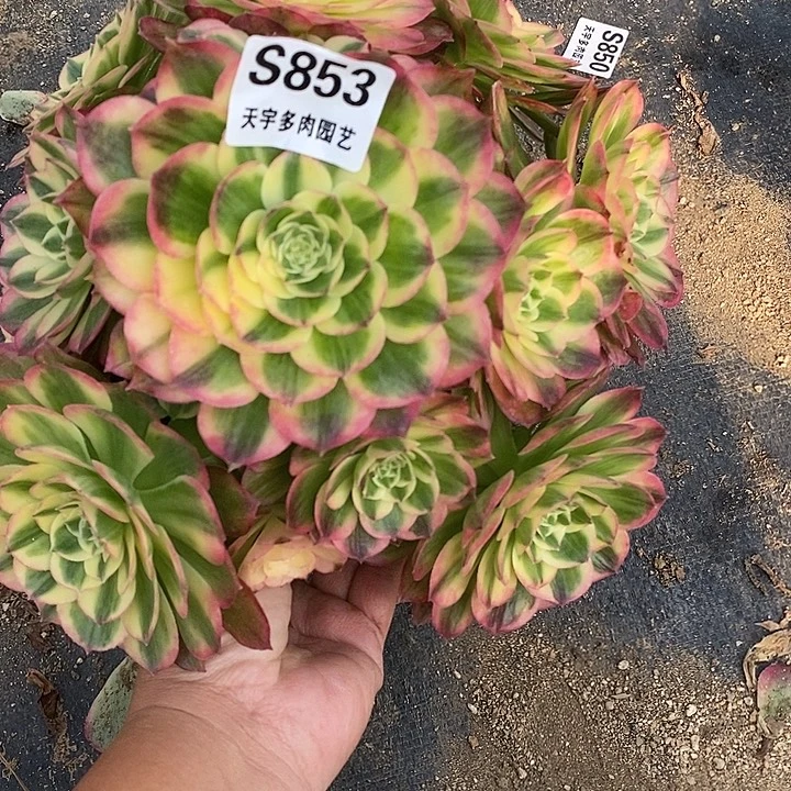 多肉植物海仙853多肉