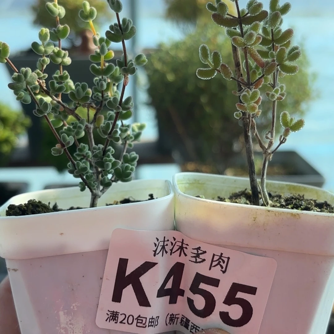 455冰糖和月曲组合哦