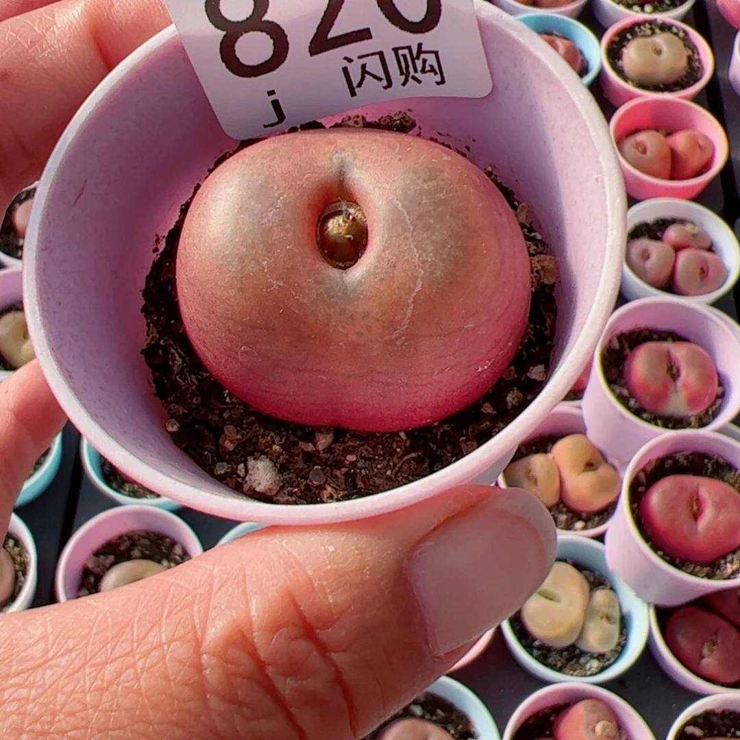 无花朵小*我很喜欢这个J820