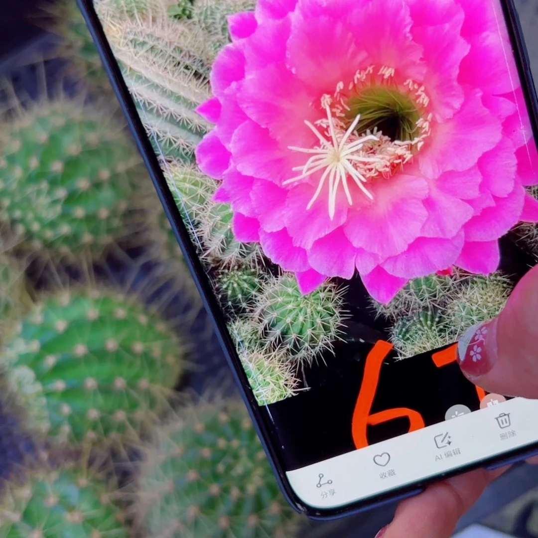 下33毛67 歪无根侧芽6公分左右20包邮