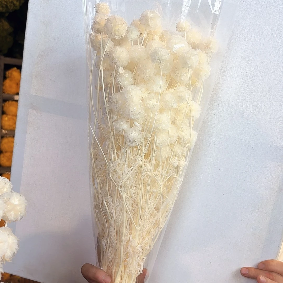 Y***n完全开放A133风车果白色