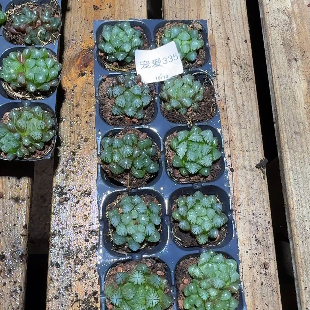 直播福利一物一拍335