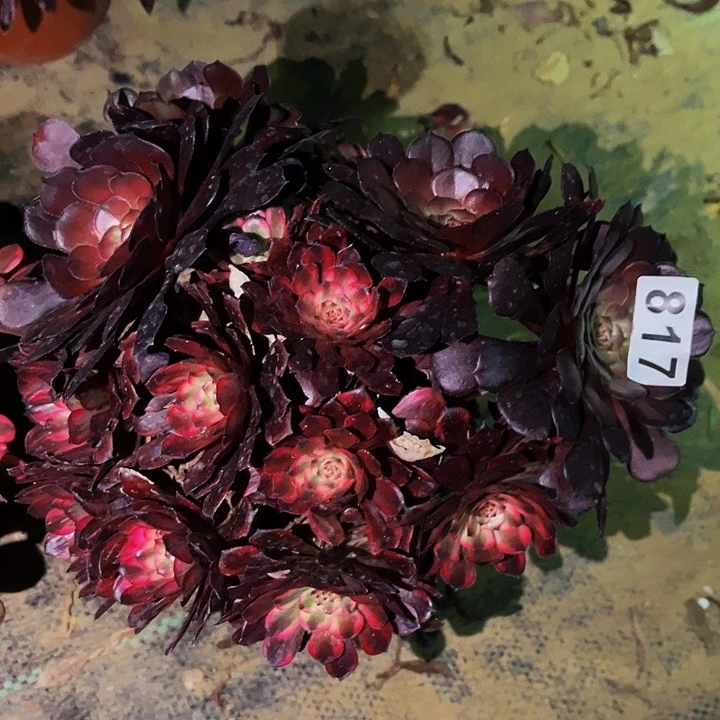 817红金刚多肉植物处理不售后