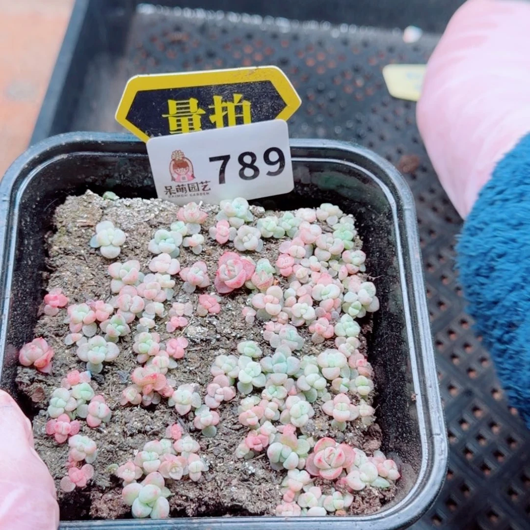 多肉植物多肉植物