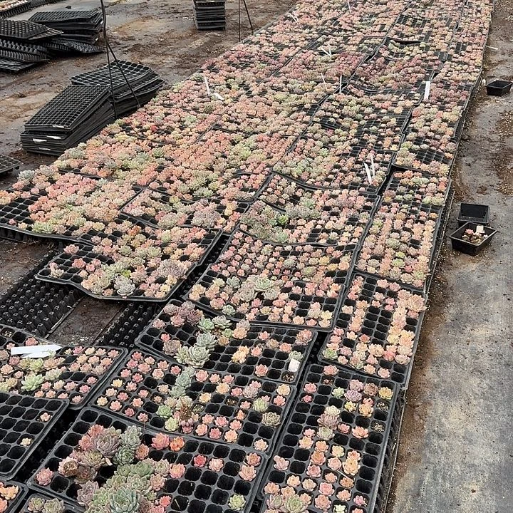 奶盖带托架48颗量拍