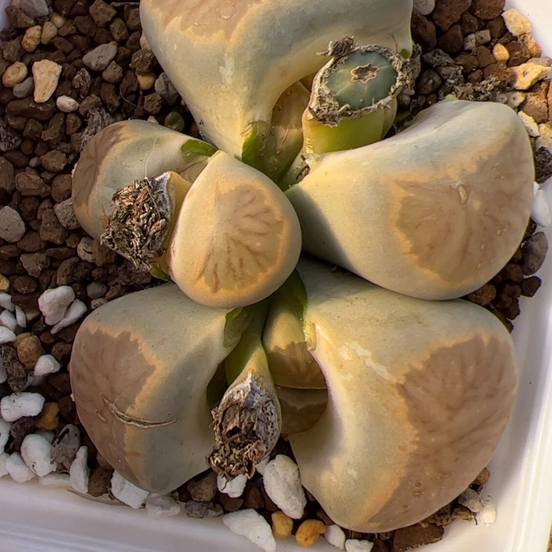 025号 菊5头 多肉植物