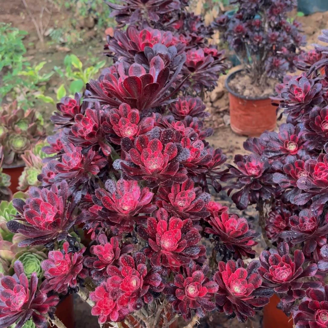 香奈儿大颗19.8多肉植物