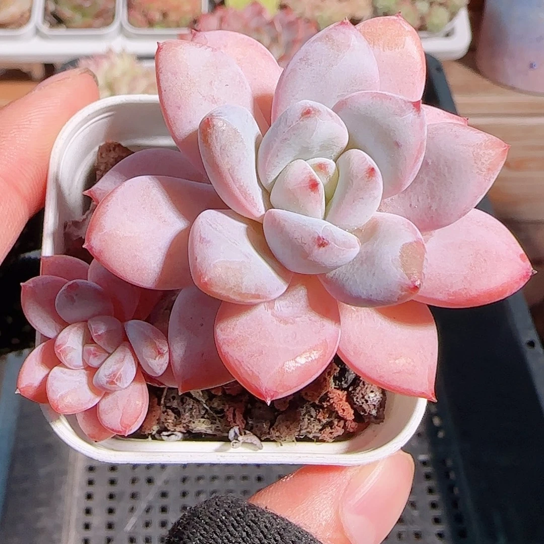 多肉一物一拍1027--174星星雪