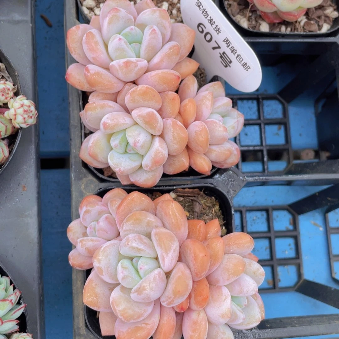 607号 花斑鹭白鹭群生一个m