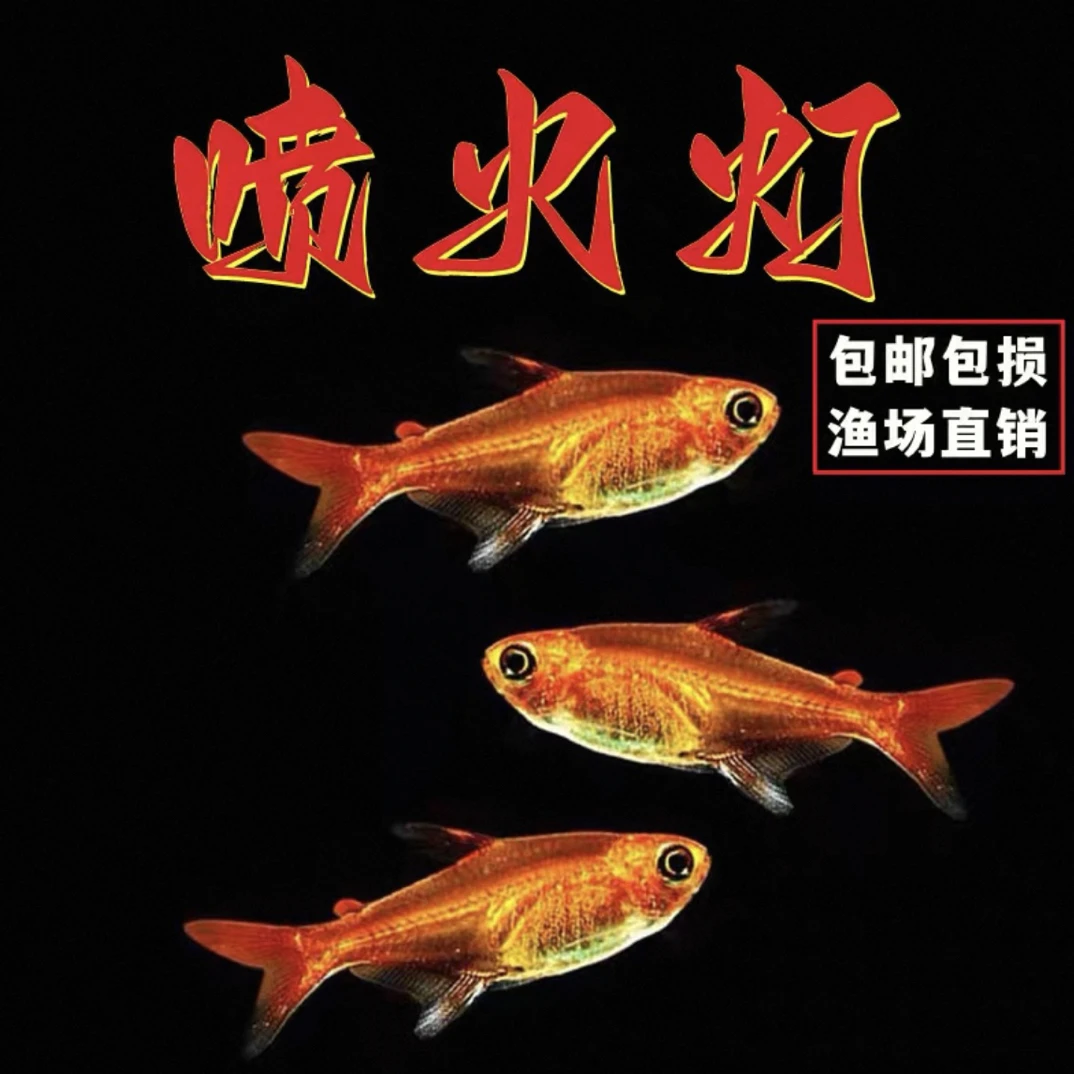 喷火灯小型热带淡水灯鱼适合草缸饲养群游观赏鱼
