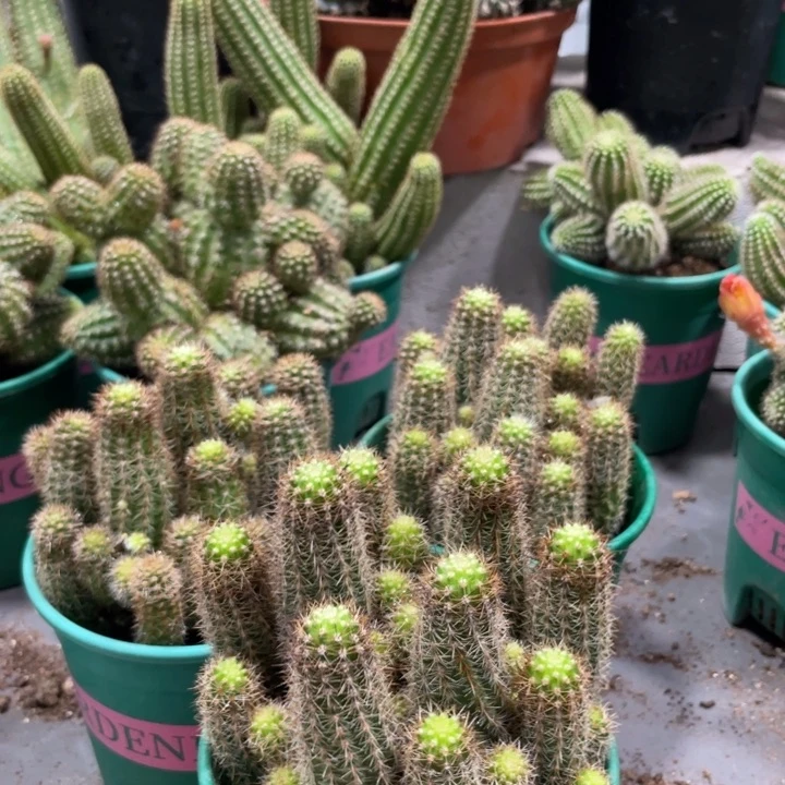 林肯宝石进口白檀群生