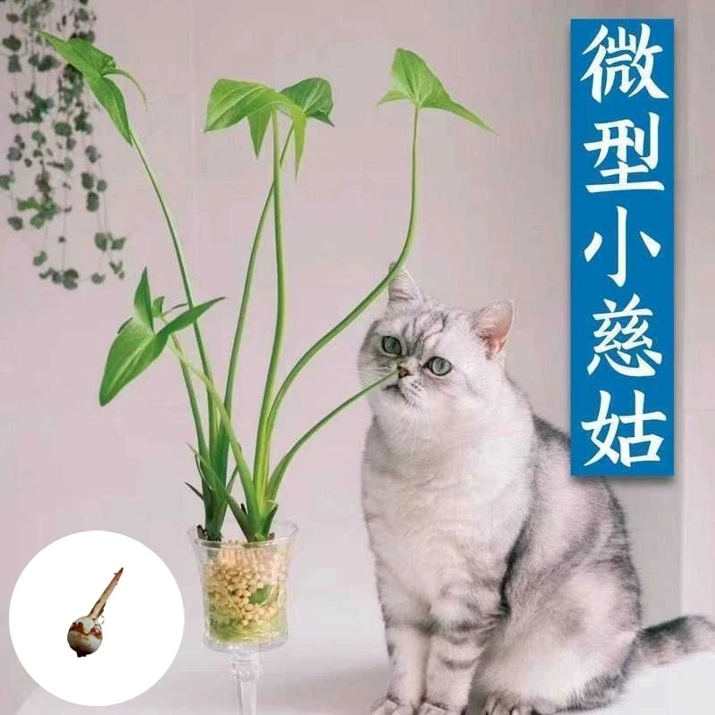 慈姑水生植物种根种苗茨菇水草水族净化鱼缸植物花卉阳台种球水培