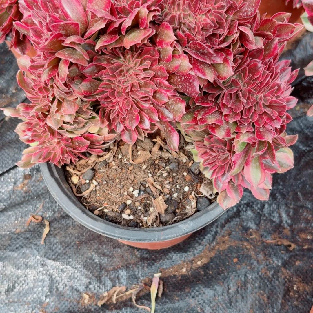 香妃351 号多肉法师特价不支持退货