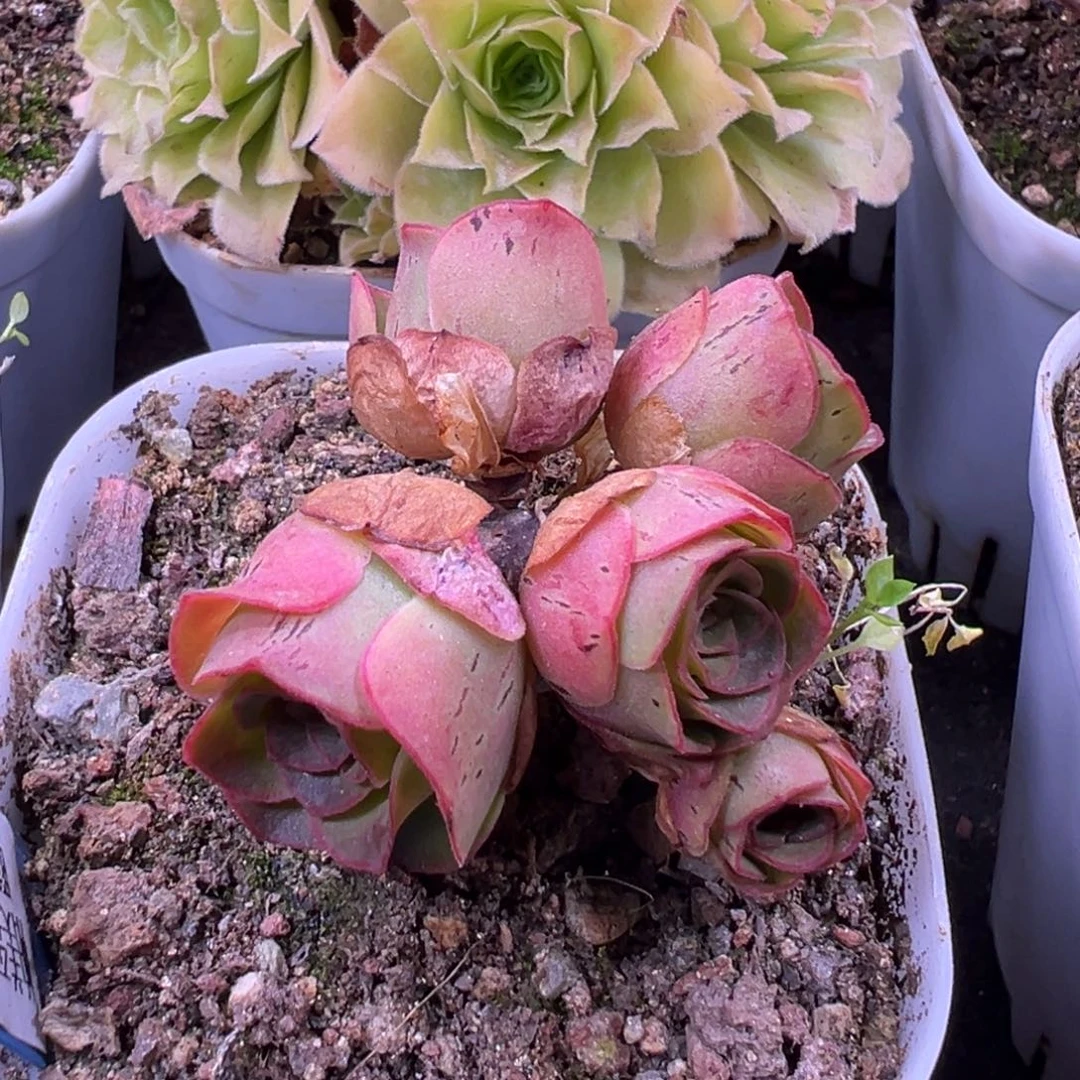 LN722帕美至爱极品Ｘ梅萦