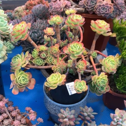 蓝*蓝1416柠檬玫瑰多肉